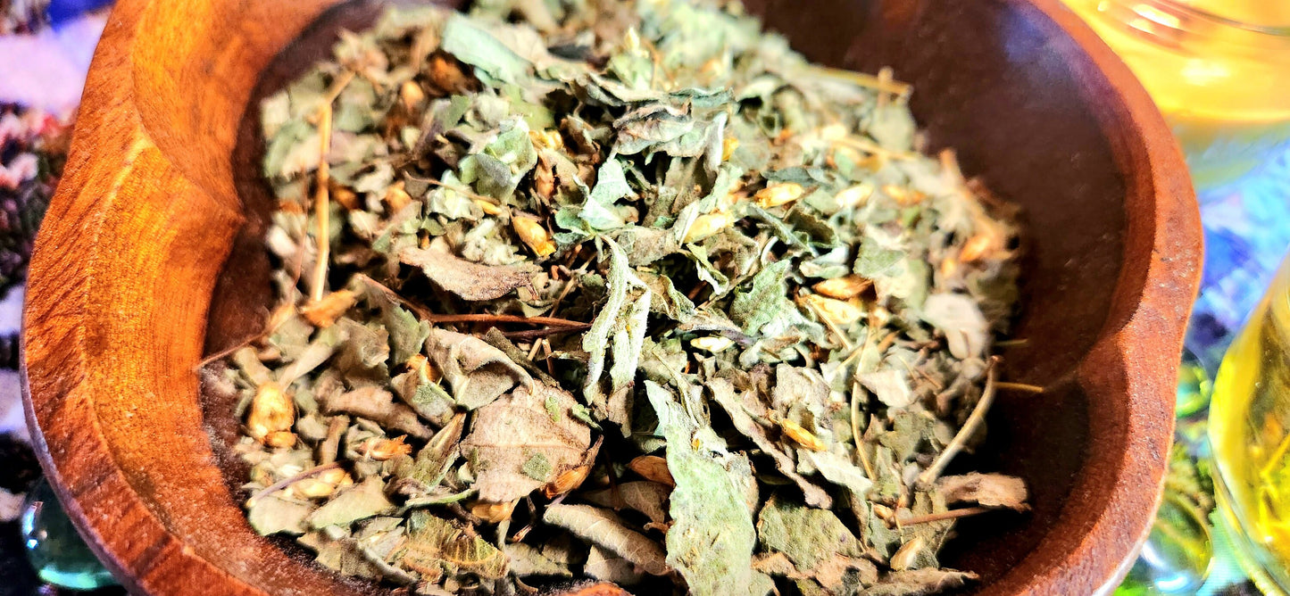 Lucid Dream Tea~Calea Zecatechichi Dream Herb, Fresh Dried, High Quality, Tea bags included - Athena's Herbal Alchemy